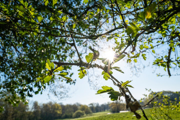 Rayons de printemps