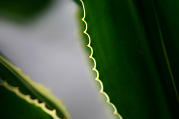 Leaves Tropical forest trees texture background wallpaper