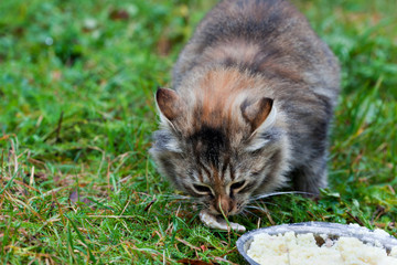 Fluffy gray siberian cat eat porridge from plate on green grass
