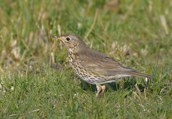 Singdrossel  ( Turdus philomelos )