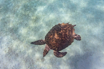 Hawksbill Sea Turtle in Barbados