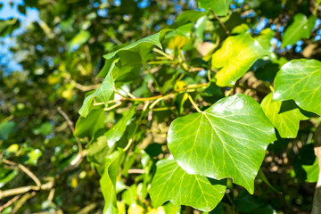 feuille verte