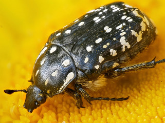 black beetle with white spots