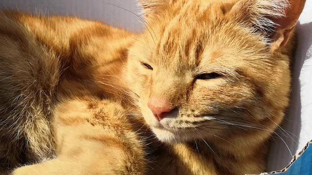 close up of a cat