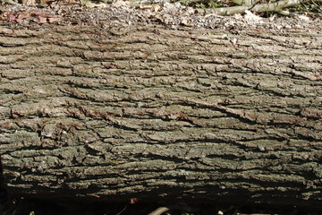 Rinde, Baum, braun, Natur, Muster, Textur, Texturen