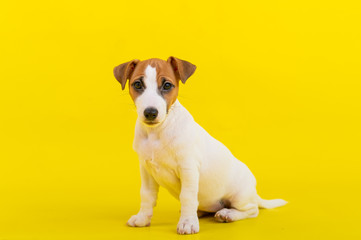 A puppy sits on a yellow background and looks at the camera. A trained little dog executes a sit command. Purebred Shorthair Jack Russell Terrier.