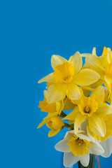 a bouquet Yellow flowers Narcissus blue background