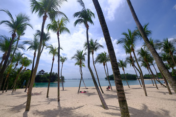 Obraz na płótnie Canvas Beautiful tropical palm trees against blue sky with white clouds.