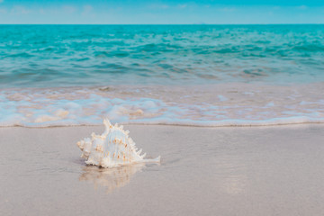 Fototapeta na wymiar White sea shell and soft wave bubbles on tropical sand turquoise caribbean summer vacation travel icon, Selective focus.