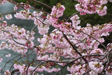 cherry blossom