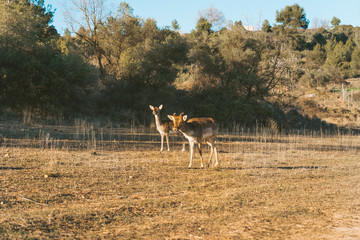Deer grazing on the mountain