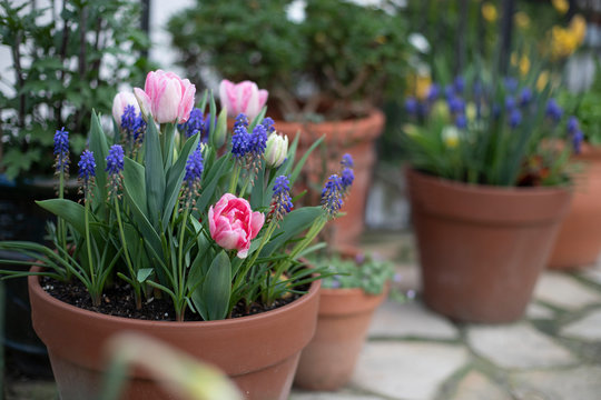 Tulips and muskari plants in bloom in terracota pot