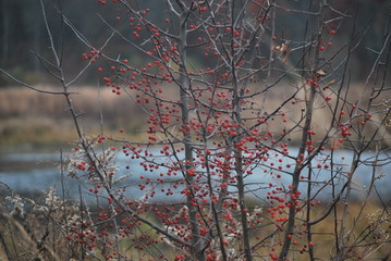 Berries on Tree