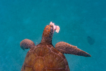 Green Sea Turtle in Barbados - obrazy, fototapety, plakaty