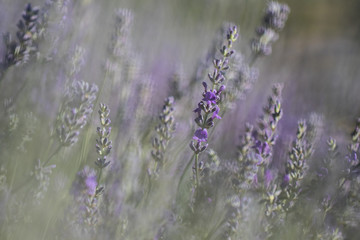 field of lavender