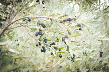 Close up image of lovely organic olives freshly picked in an olive orchard