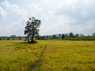 Fototapeta premium Meadows and fields In the sky there are clouds