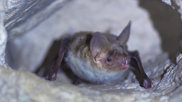 Close up strange animal Greater mouse-eared bat Myotis myotis hanging upside down in the hole of the cave and slowly moving just after hibernation. Wildlife take.