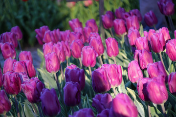 pink tulips in the garden