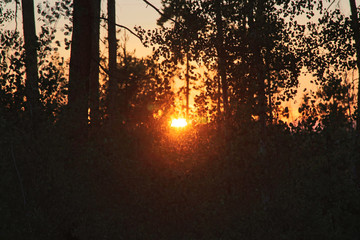 Sonnenschein durch die Bl&auml;tter