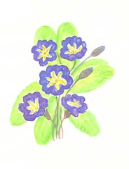 Drawing with watercolors: Primula plant with blue flowers.