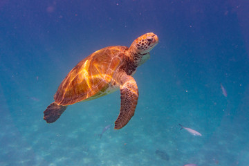 Green Sea Turtle in Barbados