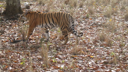 Tiger on The Road at Kanha National Park 