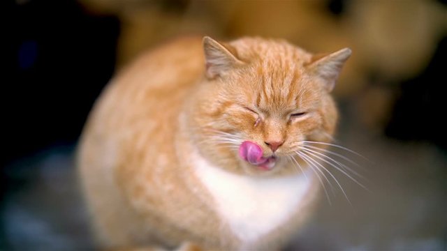 Sad redhead cat is crying, licks beard and show the teeth