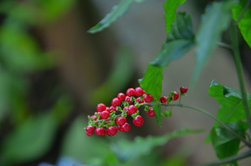 berries of currant on bush