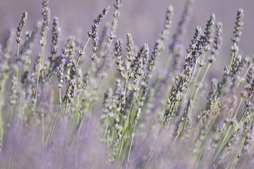 field of lavender