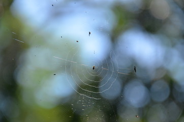 dew on spider web