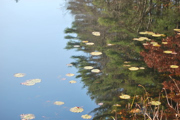 Lily Pads