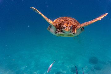 Green Sea Turtle in Barbados