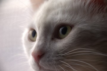 Fototapeta premium cat