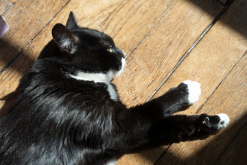 dans un appartement, chat noir allongé au soleil.