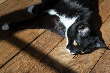 dans un appartement, chat noir allongé au soleil.