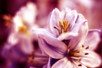 Obraz na płótnie Canvas Macro shot of hyacinth flower on white background