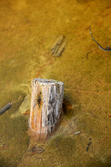Old rotten stump stuck at the bottom of the swamp