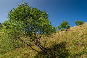 Monte Generoso, praterie dell'Alta Valle d'Intelvi. Como, Lombardia, Italia