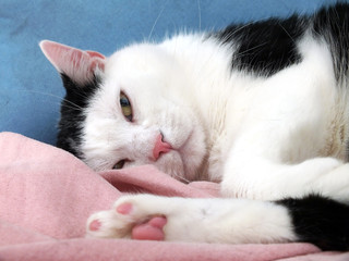 Katze verspielt
