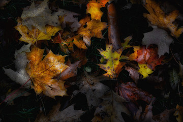 Fall Foliage: Closeup of a bright colorful autumn leaves on a dark forest floor in the rain.
