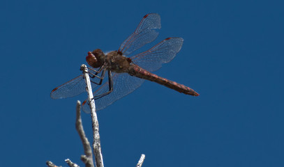 Dragonfly Atop Tree Branch