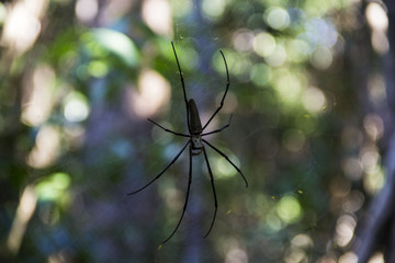 spider on web