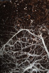 Healthy root system
