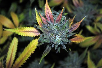 Cannabis (marijuana) flower (bud) ready for harvest