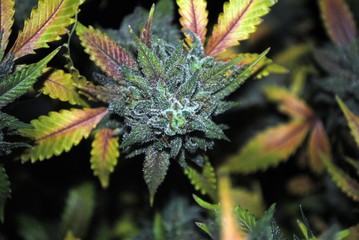 Cannabis (marijuana) flower (bud) ready for harvest