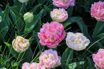 pink flowers in the garden