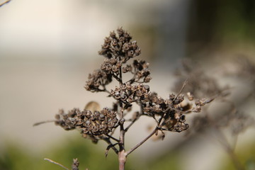 Dried herbaceous plant flower bloom seeds springtime