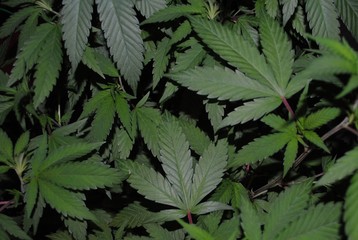 Fototapeta na wymiar Cannabis plant (marijuana) fan leaves