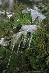 Icicles on hedges after a short snow storm in early spring. April 2020